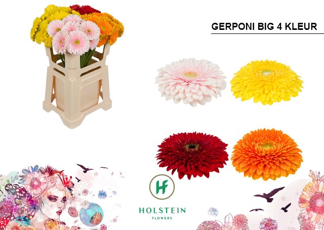 <h4>Gerbera Pomponi Mix Pomponi Water x40</h4>