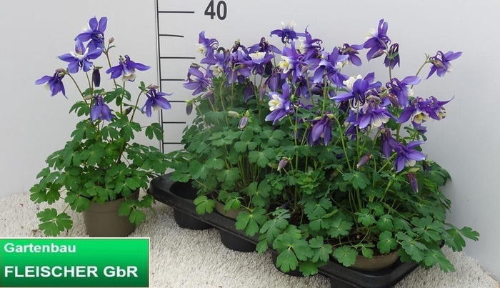 <h4>AQUIL CAERULEA</h4>