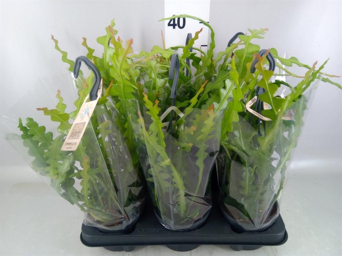 <h4>Epiphyllum anguliger</h4>