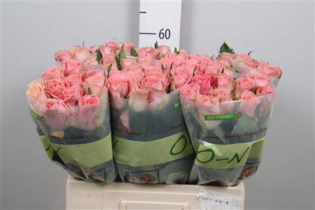 <h4>R Gr Hermosa+</h4>