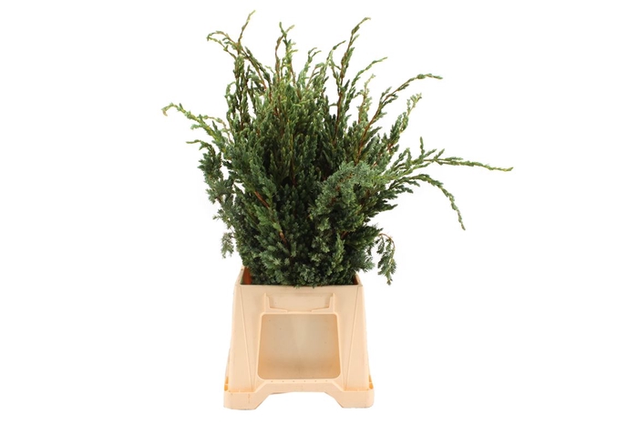 Conifeer Juniperus Meyeri (4 Bos Per Emmer)