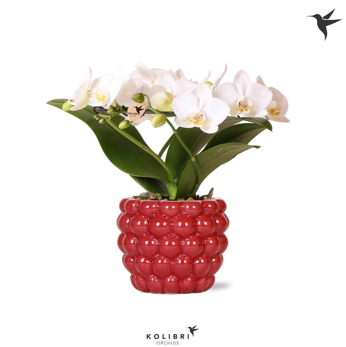 <h4>Kolibri Orchids Phalaenopsis Halo white in Berry pot</h4>