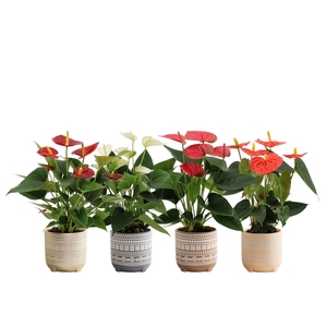 Anthurium 12 cm 4 color mix in Neo ceramics
