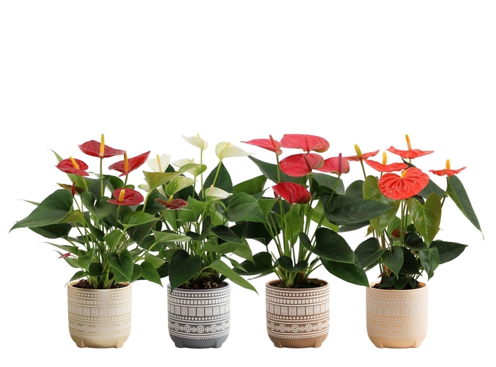 <h4>Anthurium 12 cm 4 color mix in Neo ceramics</h4>