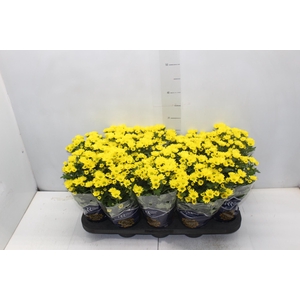 CRISANTEMO MINI P11 AMARELO