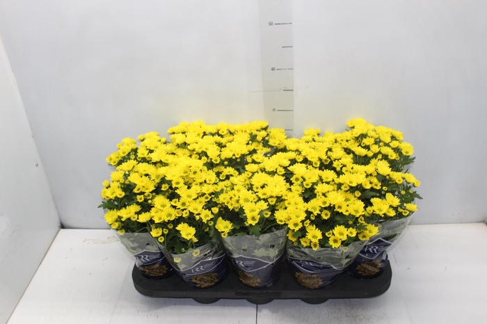 <h4>CRISANTEMO MINI P11 AMARELO</h4>