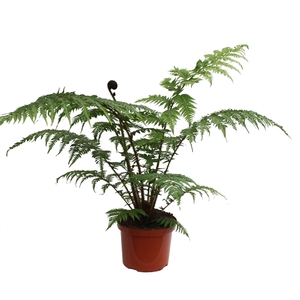 Cyathea Cooperii (Australian Tree Fern)