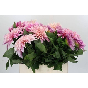 Dahlia cafe au lait