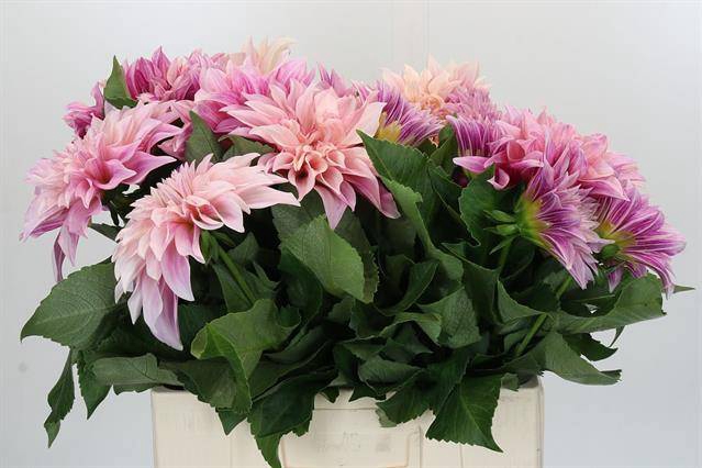 <h4>Dahlia cafe au lait</h4>