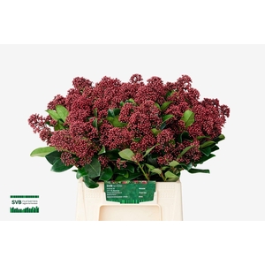 SKIMMIA JAP. 'RUBELLA'