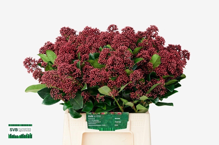 <h4>SKIMMIA JAP. 'RUBELLA'</h4>