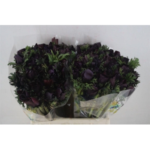 Anem Mistral Bordeaux