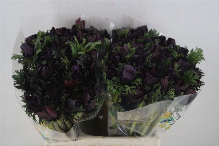 <h4>Anem Mistral Bordeaux</h4>