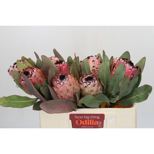 Protea Barbigera
