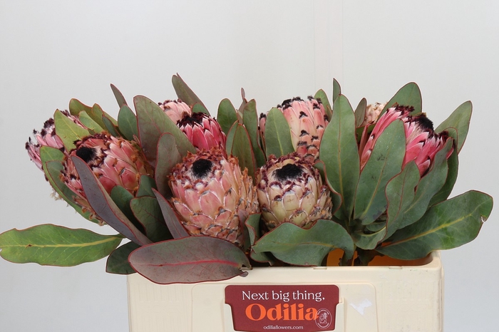<h4>Protea Barbigera</h4>