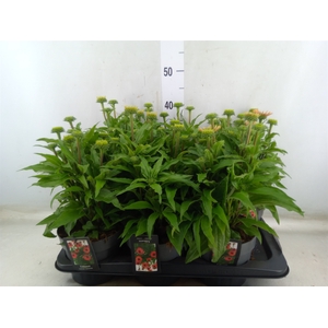 Echinacea   ...