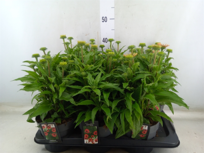 <h4>Echinacea   ...</h4>