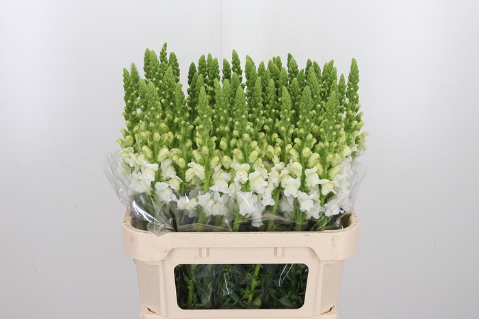 <h4>Antir Poto Ivory White</h4>