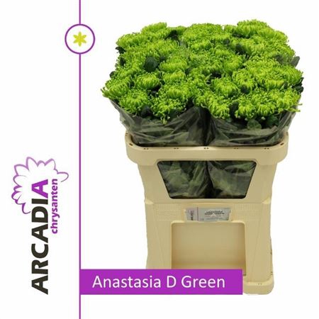 CHR G ANAST D GREEN