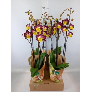 Phalaenopsis   ...yellow