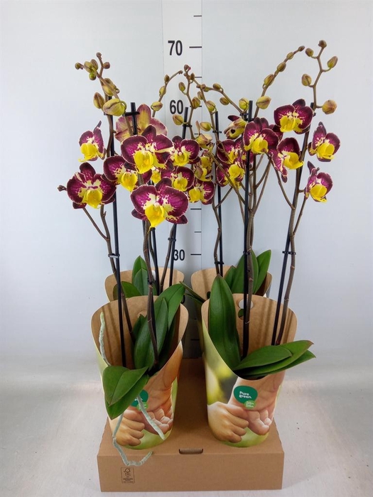 <h4>Phalaenopsis   ...yellow</h4>