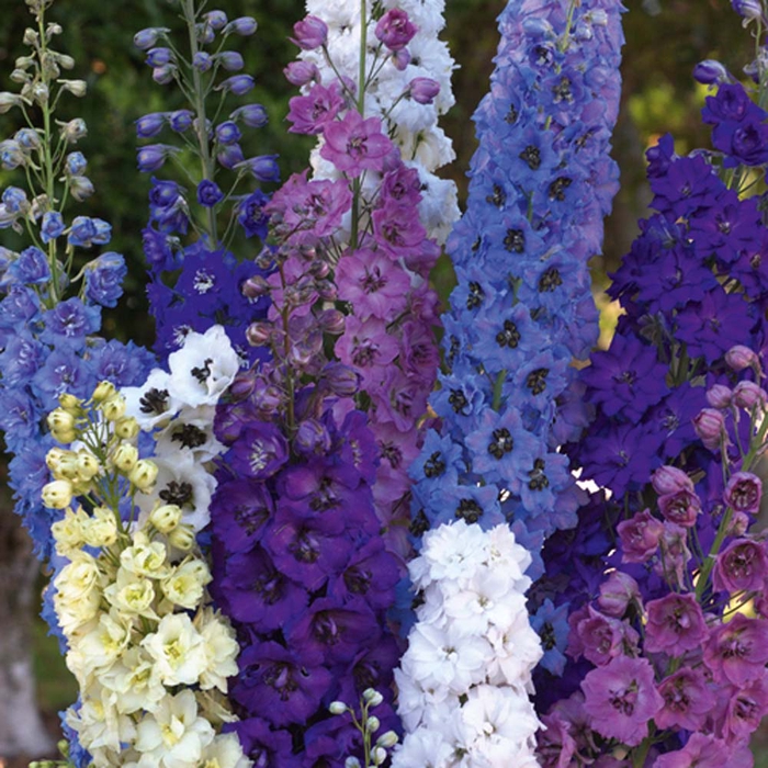 Delphinium Mix (per bunch)
