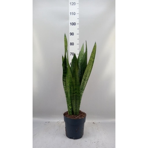 Sansevieria zeylanica
