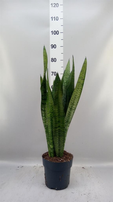 <h4>Sansevieria zeylanica</h4>