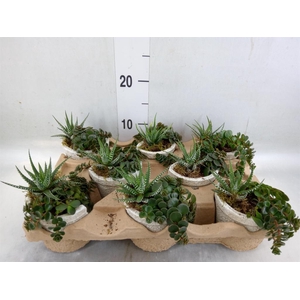 Arr.   Kamerplant Groen L%