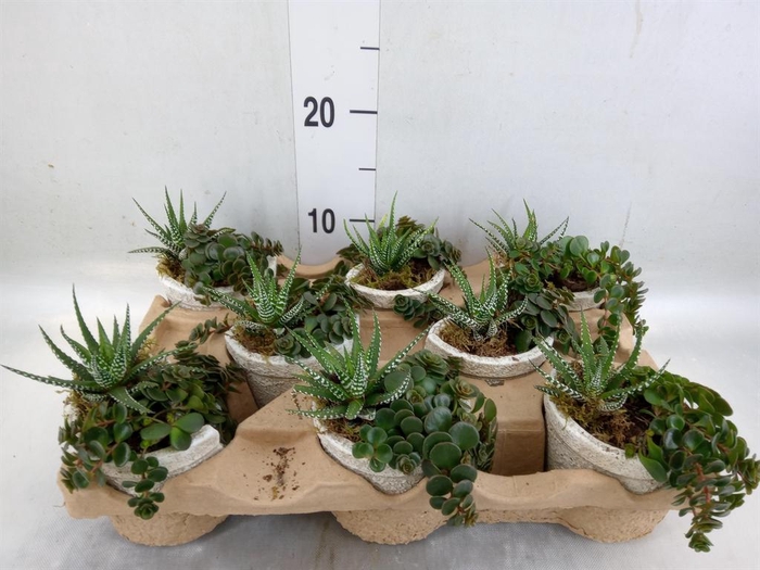 <h4>Arr.   Kamerplant Groen L%</h4>