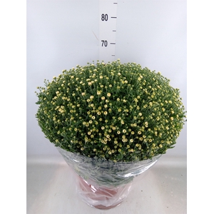 Chrysanthemum   ..GR
