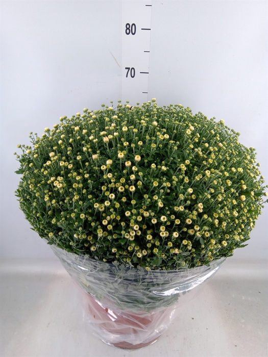 <h4>Chrysanthemum   ..GR</h4>