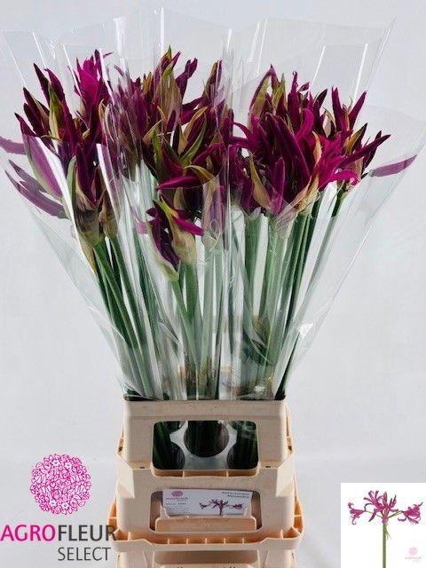 <h4>NE BO ALEXANDRA</h4>