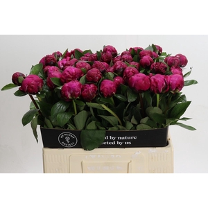 Paeonia Red Sarah Bernhardt