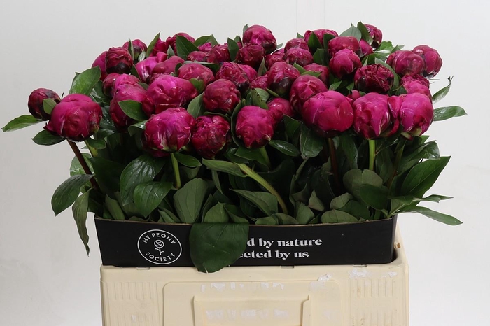 <h4>Paeonia Red Sarah</h4>