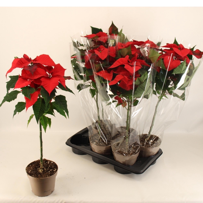 <h4>EUPHOR P CHR EVE</h4>