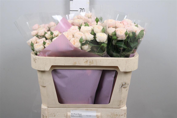 <h4>R Tr Royal Blush</h4>