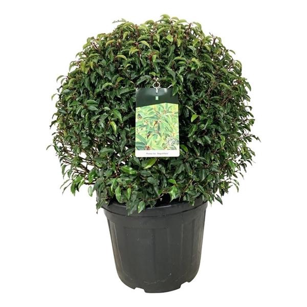 <h4>Prunus lus. 'Angustifolia'</h4>