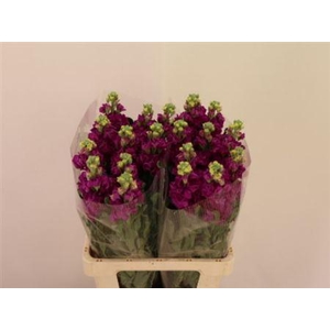 Matth Iron Dark Pink 65cm
