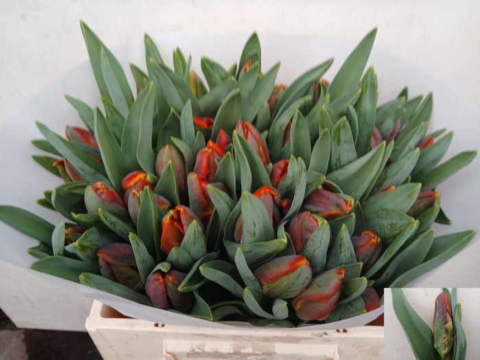 <h4>TU PA SERENADE</h4>