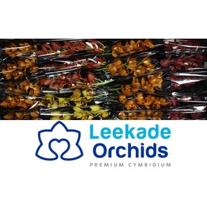Cymb Mi Herfstmix Leekade X20