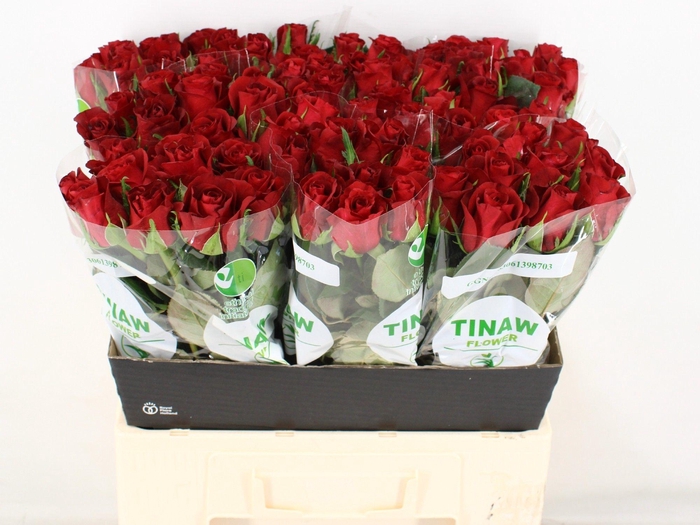 <h4>R GR BURGUNDY</h4>