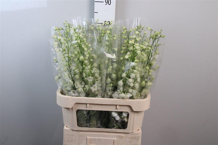 <h4>Delph Du Guard White</h4>