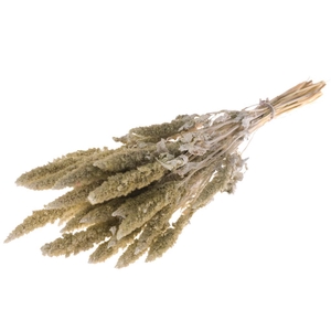 Amaranthus White Misty