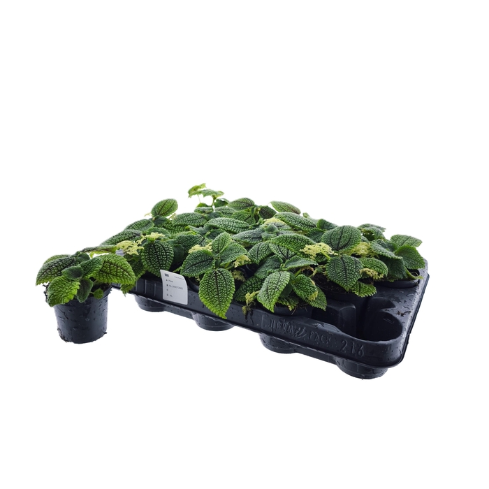 <h4>PILEA MO MOON VALLEY</h4>