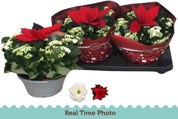 <h4>KAL GE WHITES WHITE</h4>