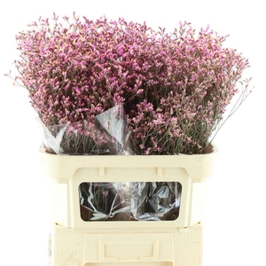 Limonium Abs Cerise