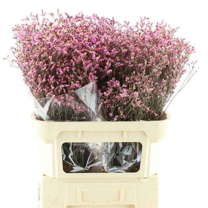 <h4>Limonium Abs Cerise</h4>