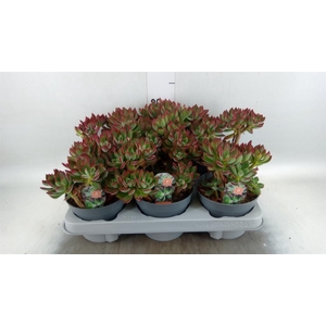 Echeveria pulvinata 'Devotion'