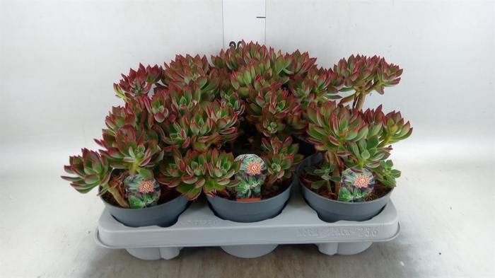 <h4>Echeveria pulvinata 'Devotion'</h4>